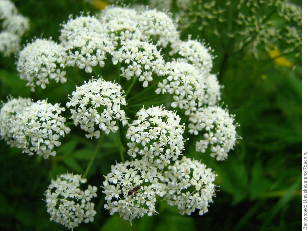 Не у всех дудников соцветие настолько внушительное, порой это вполне классический сложный зонтик: соцветие из соцветий (впрочем, эту структуру оно имеет и когда приближается по форме к шару). Это соцветие дягиля лесного, который также используется как дикорос.