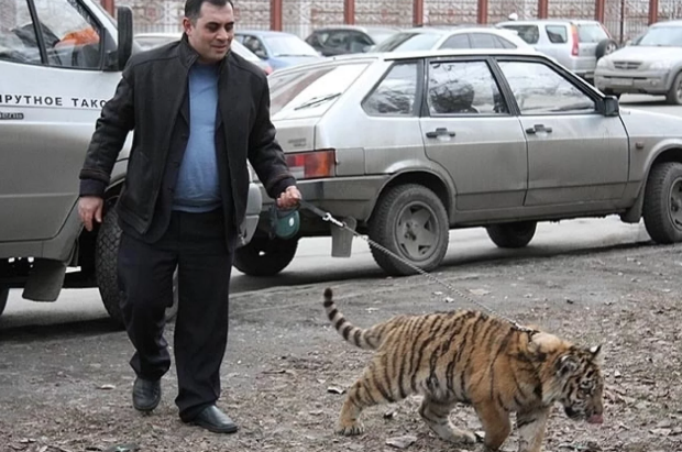 Карен Даллакян выгуливал тигра, как домашнего питомца. АиФ

