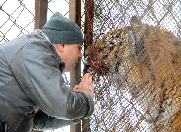 Тигр Жорик подставил для поцелуя нос, как послушный котенок. Фото: Из личного архива