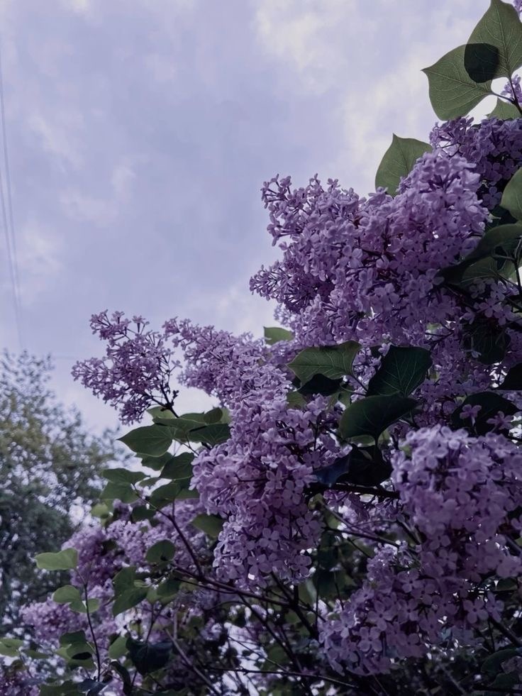 Решил добавить обложку статье(обожаю сирень)