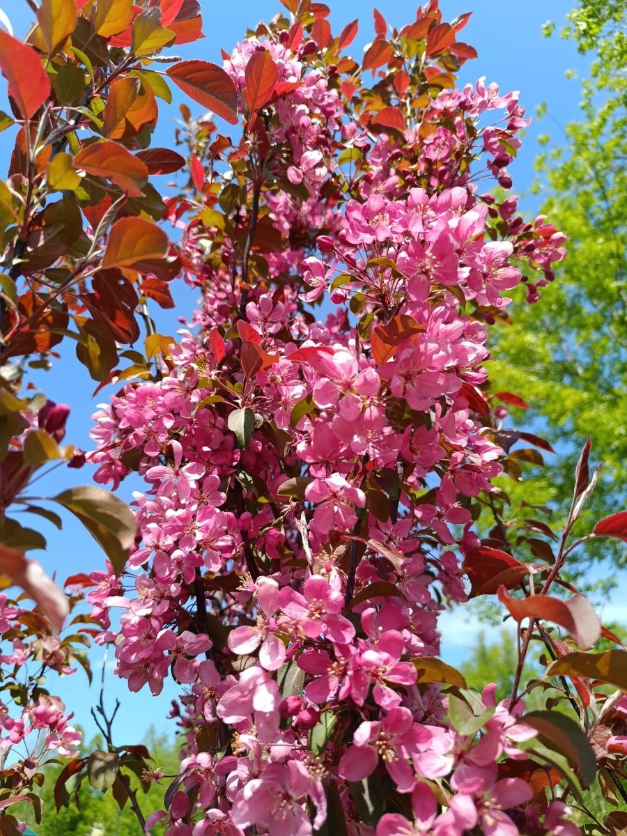 Фото автора. Весна 2024г.