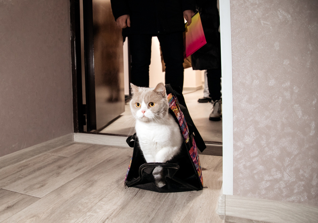    Госдума РФ рассматривает предложение установить нормы жилплощади для домашних питомцев