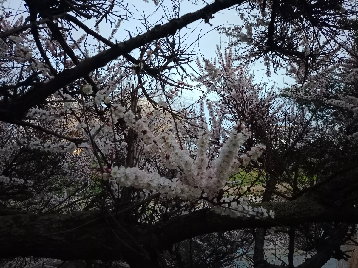 Говорят что абрикос.