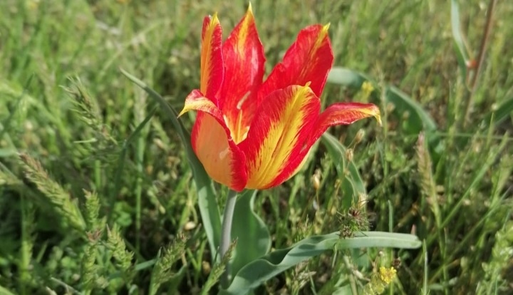 Степной тюльпан...фото автора