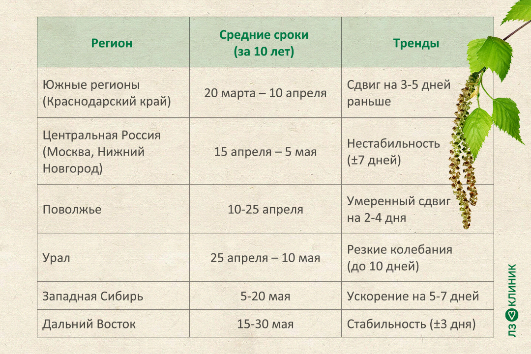 Сроки цветения березы в России