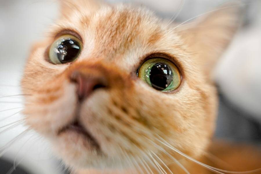 Фото: Yang / Unsplash.com