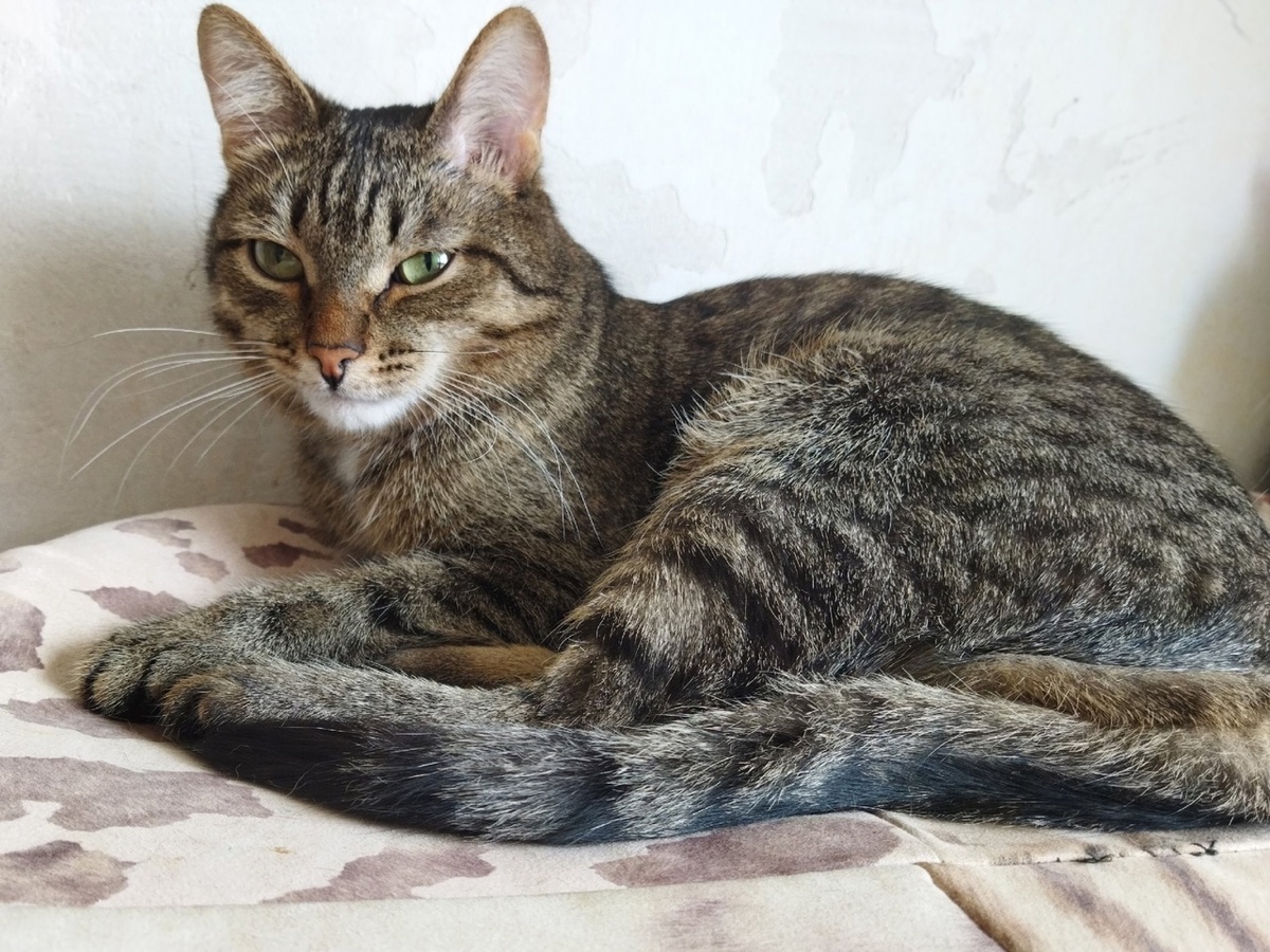 Где-то задержалось домашнее счастье Кузи и никак не может его найти.