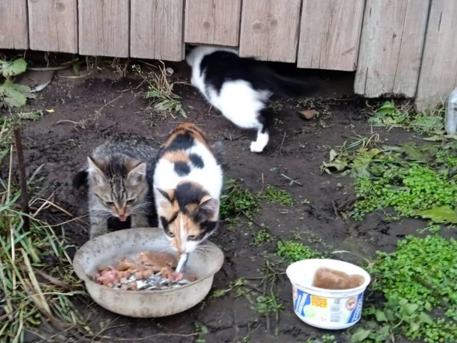 Осиротевшие, брошенные котята коллективных садов
