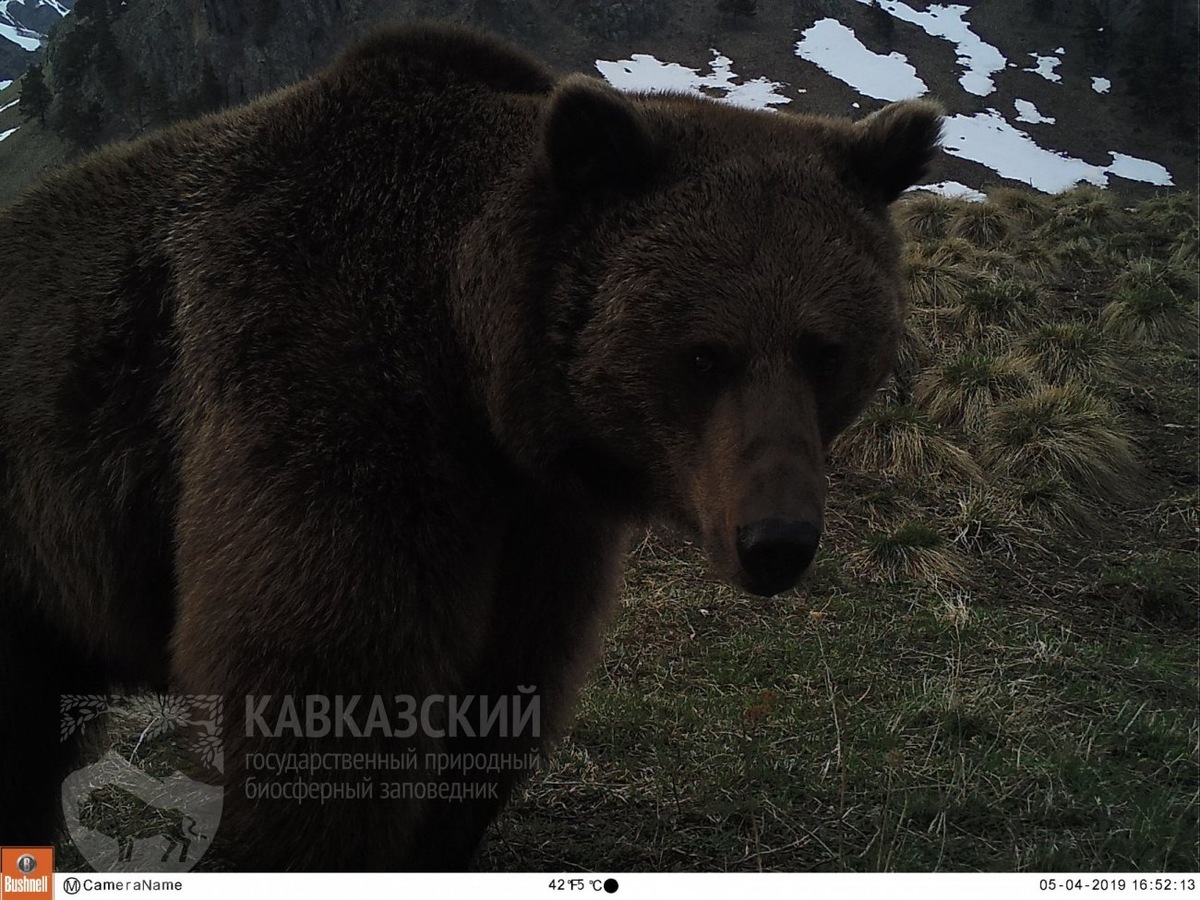 Фото: Кавказский заповедник
