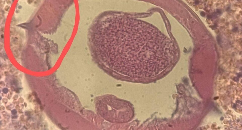    Пресс-служба Министерства здравоохранения Московской области