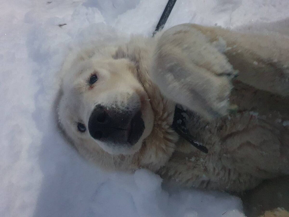 Алабай Бабушка