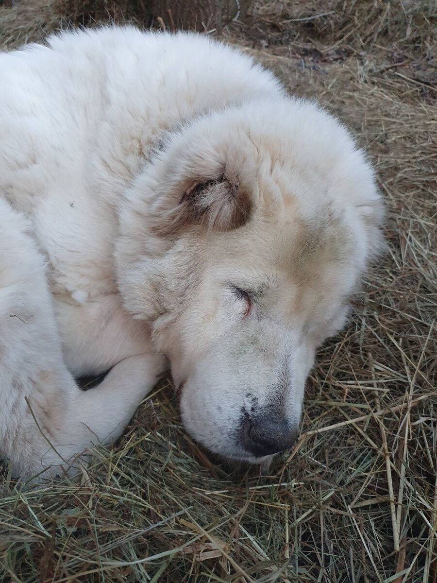 Алабай Бабушка