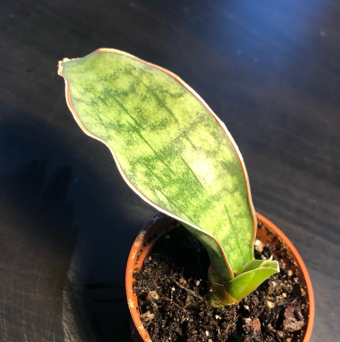 Купила 13.01.2022