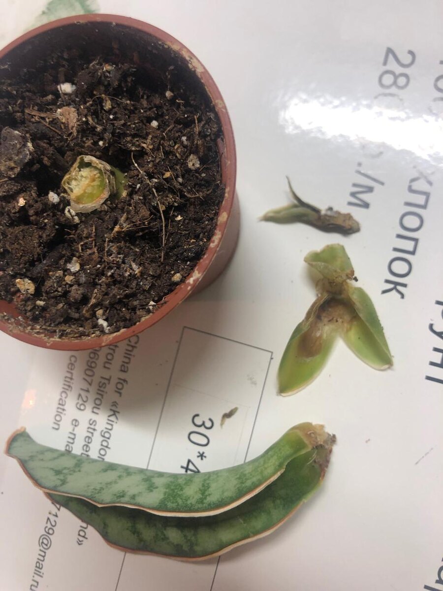 Загнил 26.01.2022