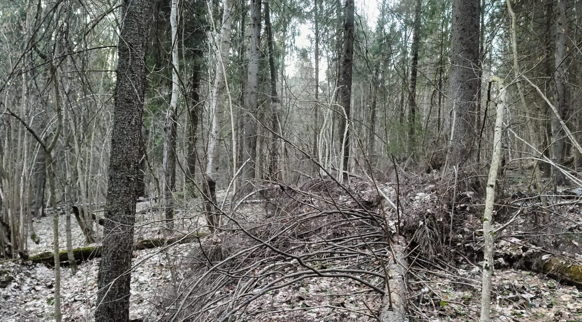 Типичный пейзаж для Ходового леса. Склон оврага (на фото просматривается, но слабо) и буреломы, буреломы, буреломы
