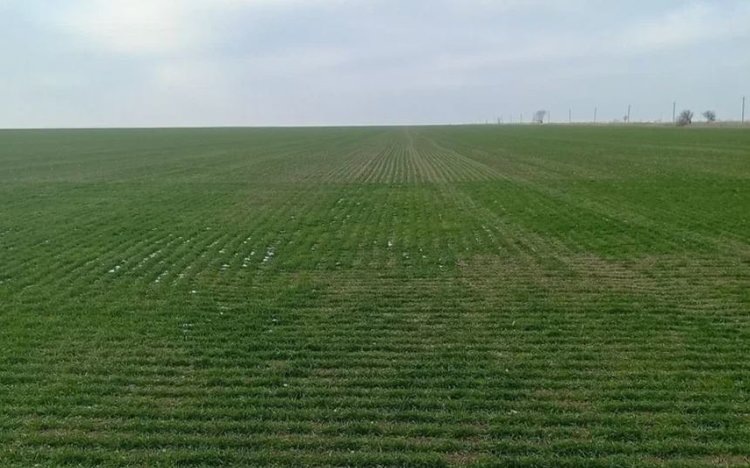    В полях озимых Херсонской области идет мониторинг болезней и вредителей