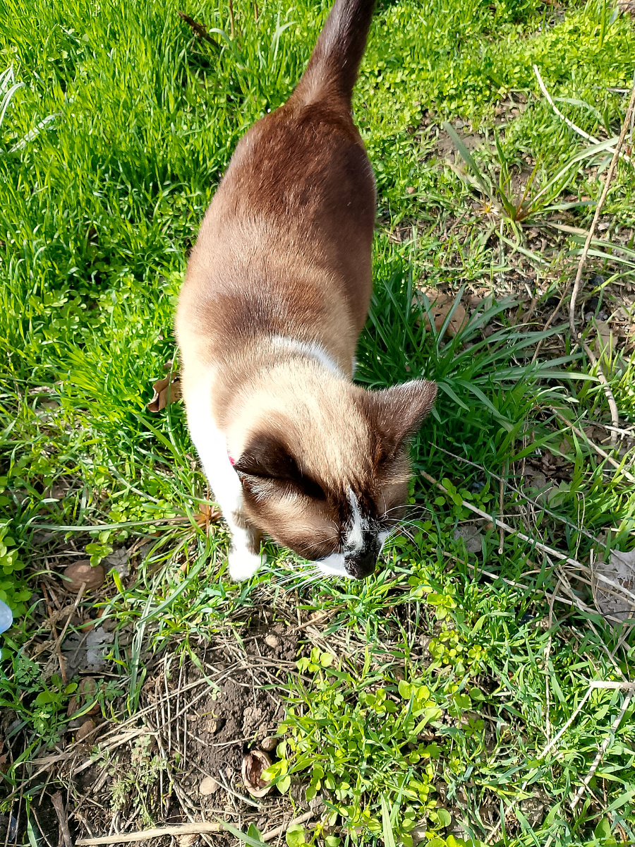 Фото автора/Начинает котиков на свежую земельку тянуть и на травку