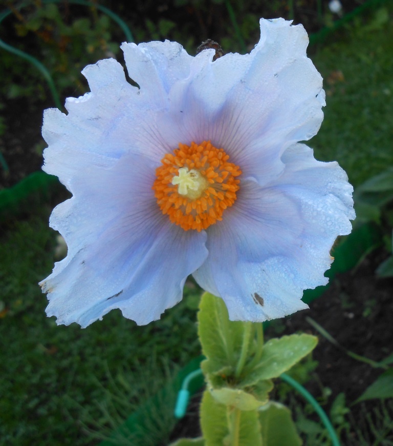 меканопсис буквицелистный ( все фото мои)