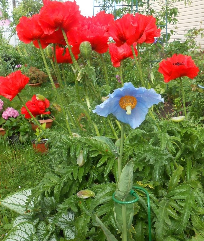 В сравнении с обычными маками.