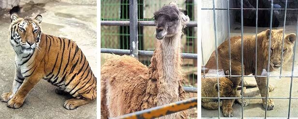    Нам У Сон, владелец и управляющий фермы Twin Animal Farm в Канныне, заботится о спасенных животных со всей Южной Кореи. Слева направо: Люси, восьмилетняя тигрица, родившаяся с дефектом бедренной кости (она заметно меньше других животных ее возраста); гуанако, которому удалили глаз и оставили на складе зоопарка в Ильсане после того, как посетители пожаловались на его внешний вид; пара львят, брошенных матерью, спасенных из зоопарка в Капхёне в 2023 году.