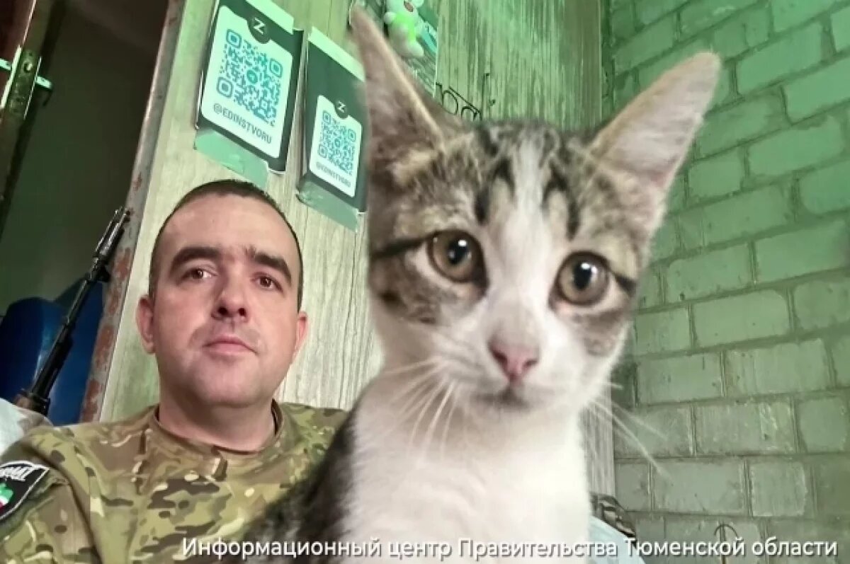    Кошка Пуля приехала в Тюмень с передовой СВО в дом погибшего хозяина