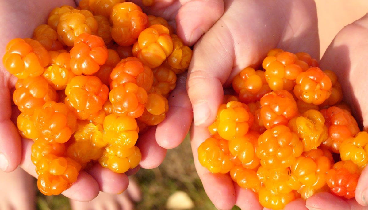 Морошка. Источник фото - сайт: https://clck.ru/3JrAKJ