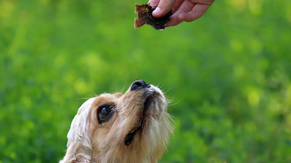 В Татарстане в I чтении одобрили введение штрафа за нарушение содержания собак.📷Фото: Данила Егоров / Коммерсантъ
