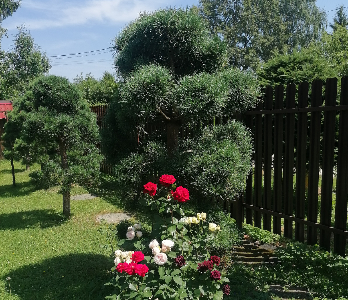 Стриженные сосны в нашем саду на даче. Фото автора @Маша Генералова