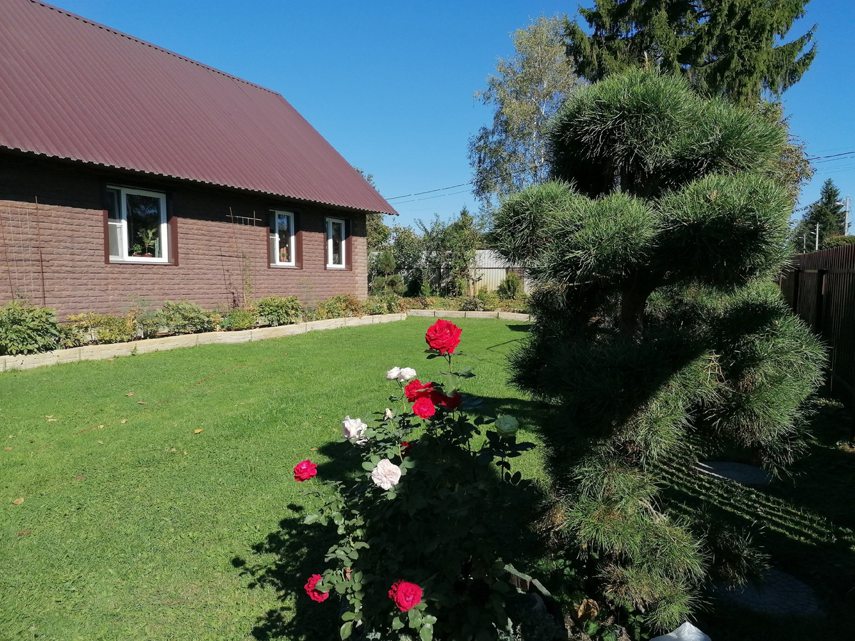 Стриженные сосны в нашем саду на даче. Фото автора @Маша Генералова