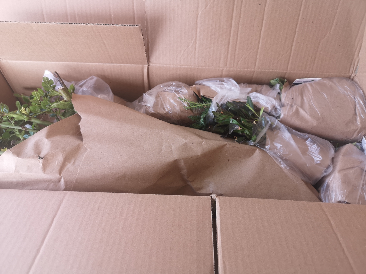 Растения все зелёные, хорошо упакованы