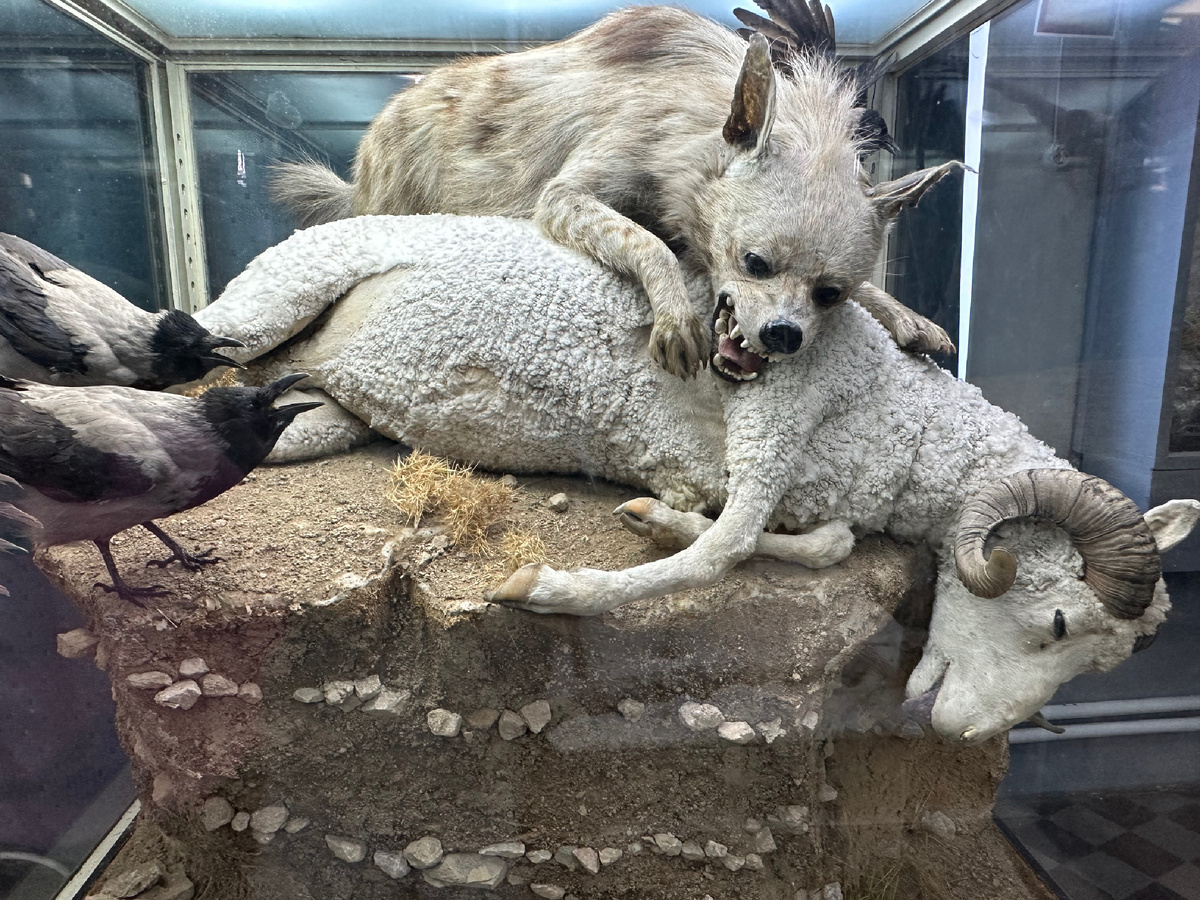 Злые хищники и жертва.