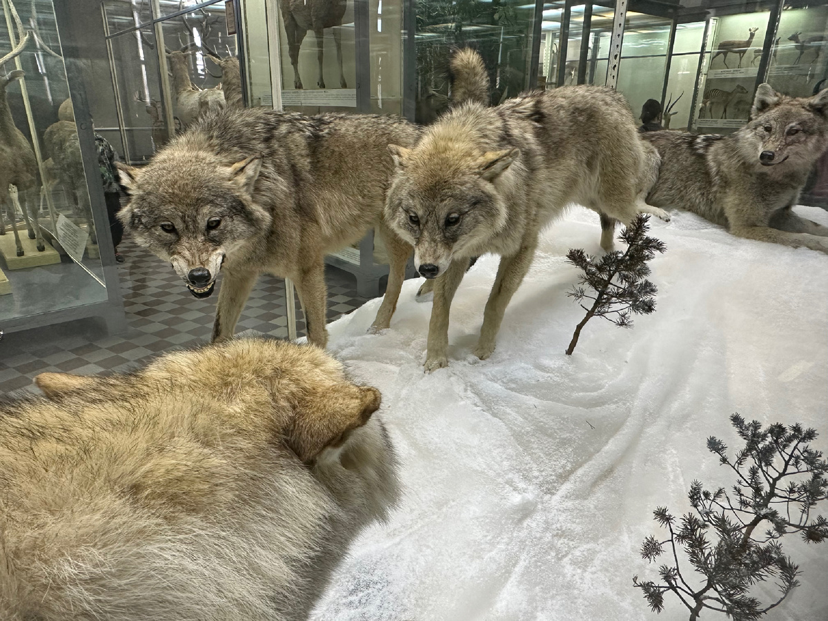 Злые волки.