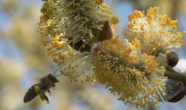 Пчела собирает пыльцу на иве