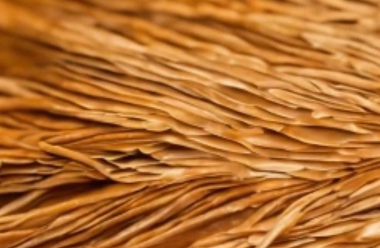    Новаторство в переработке отходов масличного льна обсудили Россельхозцентр и «ПромТех»