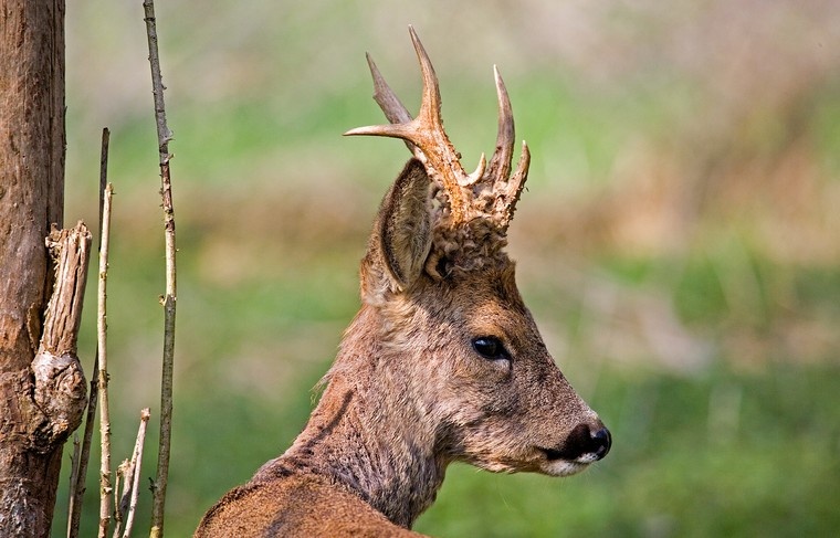    Shutterstock/FOTODOM