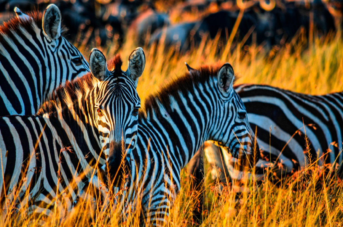 Фото: https://unsplash.com/s/photos/zebra. Полосатый окрас зебр, Эволюция зебры, Защита от хищников, Мухи цеце, Терморегуляция, Оптический обман, Генетика полос, Меланоциты, Естественный отбор, Социальная функция, Визуальное искажение, Поляризация света, Моделирование эволюции, Кровососущие насекомые, Уникальный рисунок, зебра фото, зебра тв, почему зебра полосатая, почему у зебр не бывает инфаркта, почему у зебры полоски, почему зебры черно белые, картинки зебра 