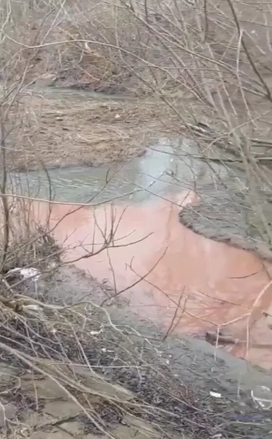    Фото: стоп-кадр видео пресс-службы Северо-Западного Управления Росприроднадзора