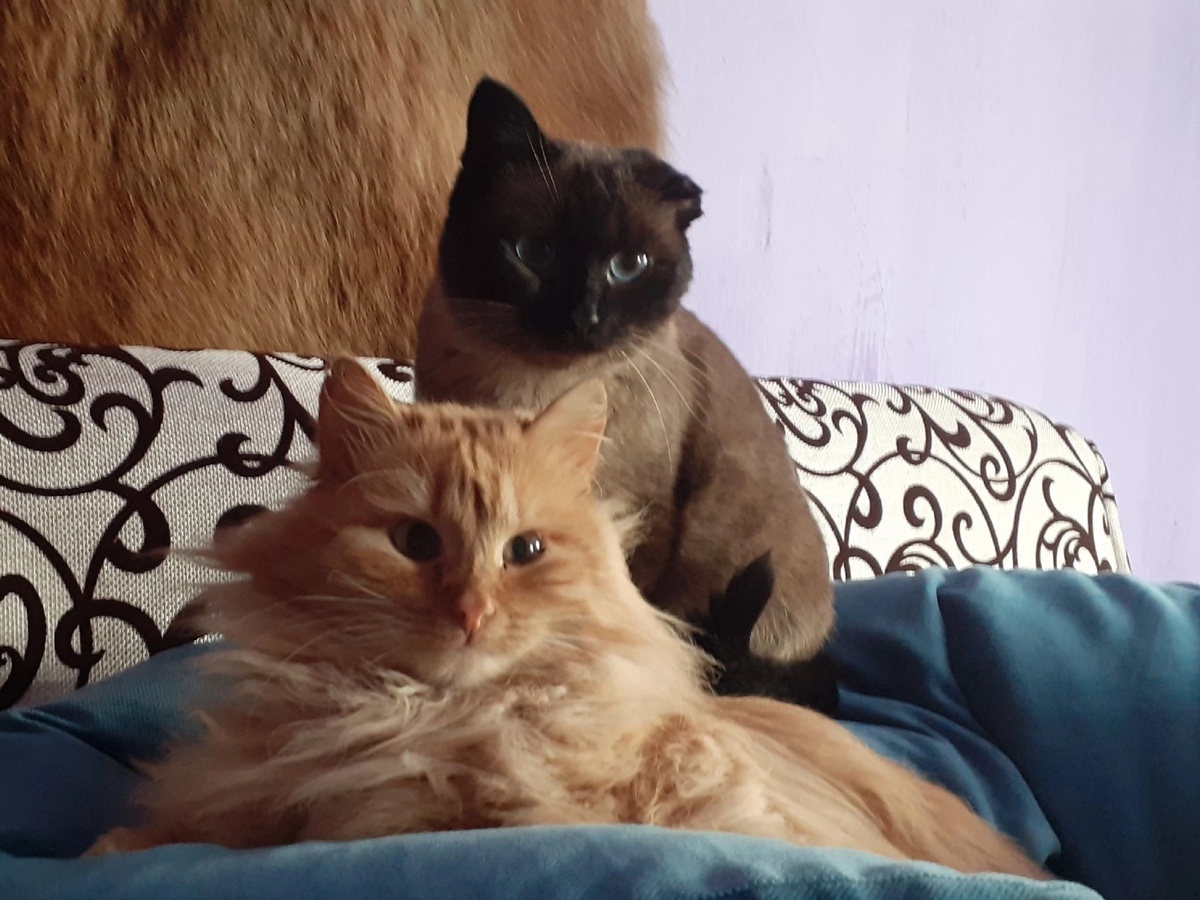 Наша Майя с новым другом. Фото из дома. 