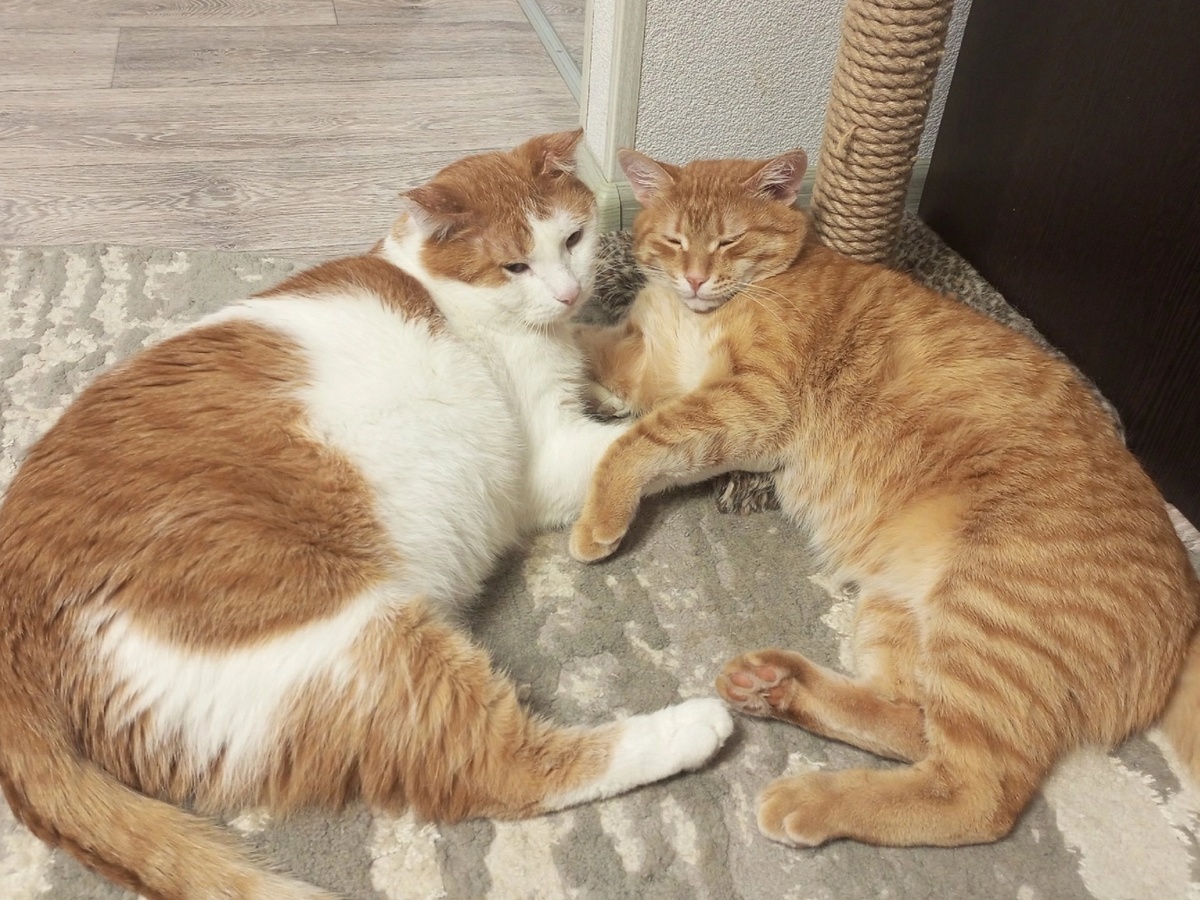 Глядя на этих котиков, забудешь обо всех неприятностях. Януш и его новый друг, спасённый с территории завода