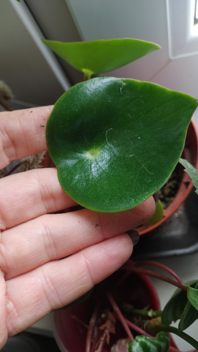 Пеперомия Рейндроп 