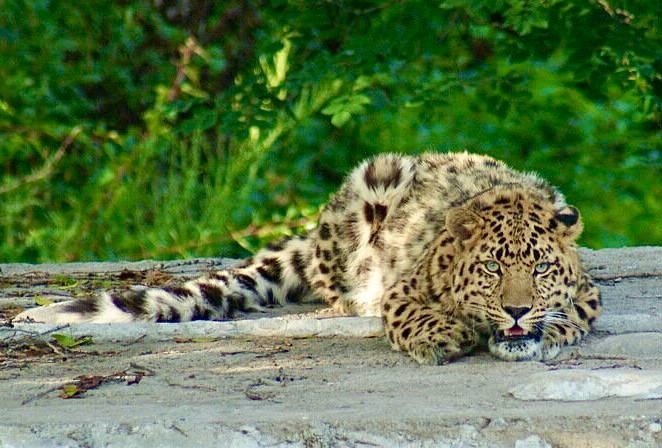 Николай — первый за примерно 60 лет дальневосточный леопард, которого спасли волонтеры фонда «Земля дальневосточного леопарда» из дикой природы