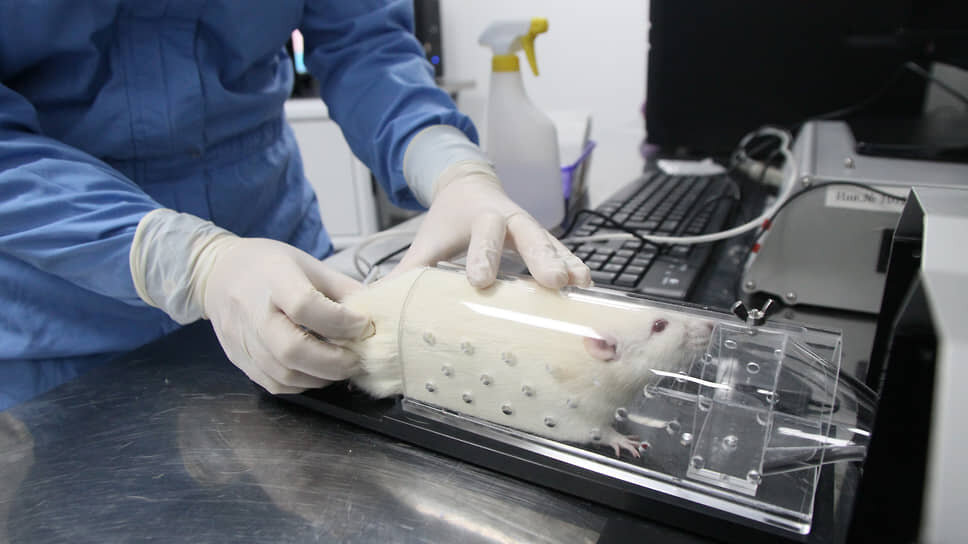 Крыса в иммобилизационном контейнере в виварии Приволжского медицинского исследовательского университета.📷Фото: Роман Яровицын / Коммерсантъ