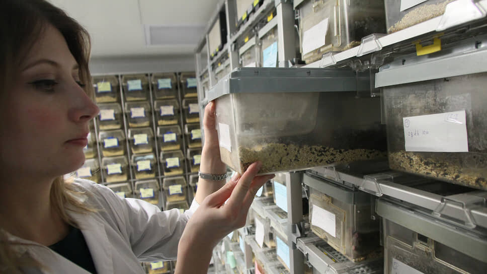 Виварий с мышами в лаборатории Нижегородского нейроцентра Института биологии и биомедицины при ННГУ имени Лобачевского.📷Фото: Роман Яровицын / Коммерсантъ