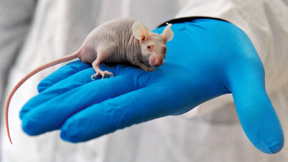 Лабораторная мышь SCID-линии в руках ученого. SPF-виварий Института цитологии и генетики СО РАН, новосибирский Академгородок.📷Фото: Юрий Мартьянов / Коммерсантъ