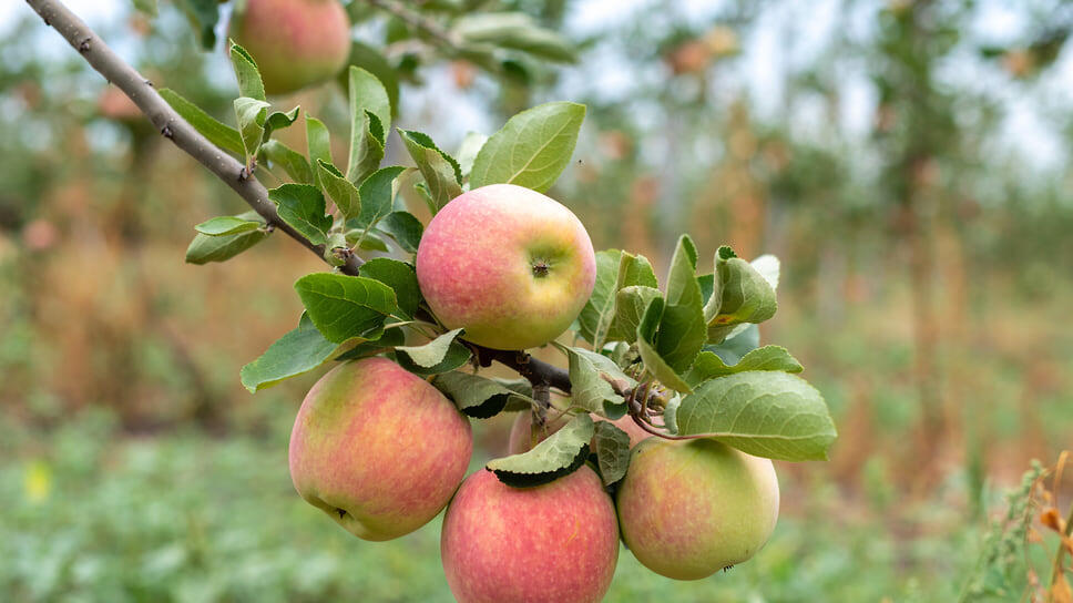 Фото: Олег Харсеев / Коммерсантъ