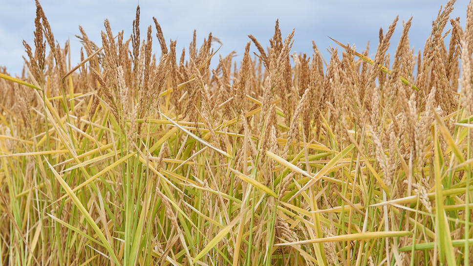 Фото: Дмитрий Норов / Коммерсантъ
