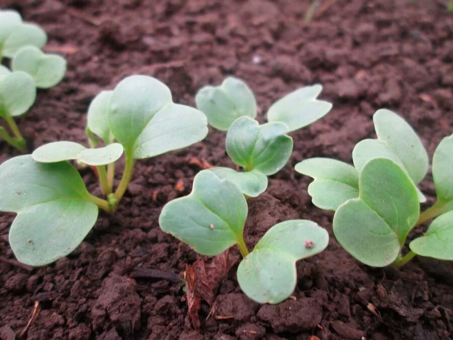 Яндекс Картинки. Редис Сакса радуется солнышку.