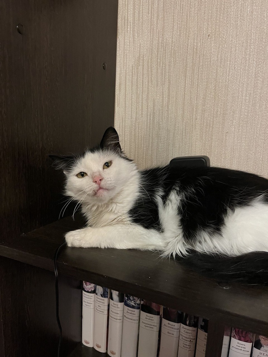 Это просто фото Лизы. Думаю, вы по ней немного скучали. Очень любит лежать у телевизора. Причем остальным котам я такое не разрешаю. А вот Лизоньке можно 😁.