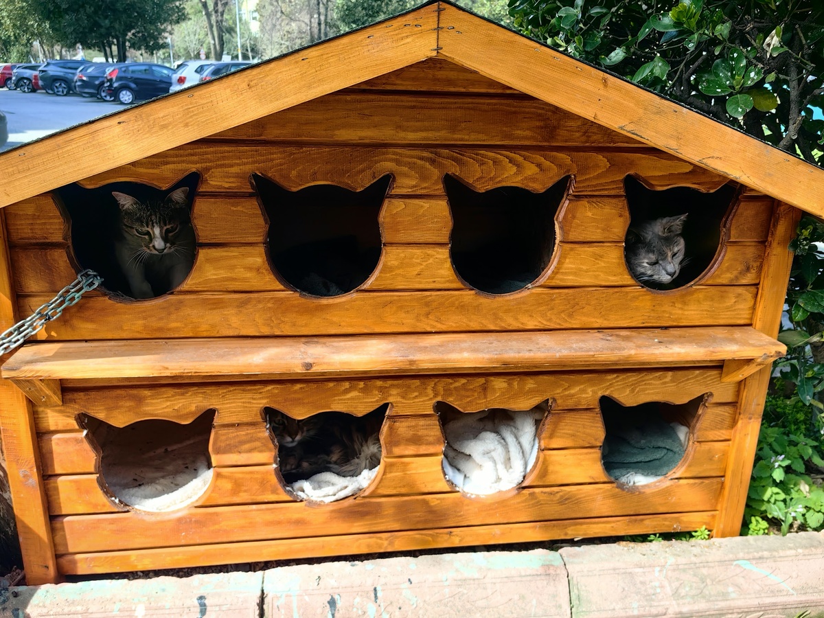 Вам нужны доказательства? Вот они! Ну разве можно считать этих котиков бездомными?