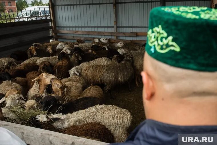 Туша в среднем выйдет на 30 тысяч рублей. Фото: Александр Кулаковский © URA.RU
